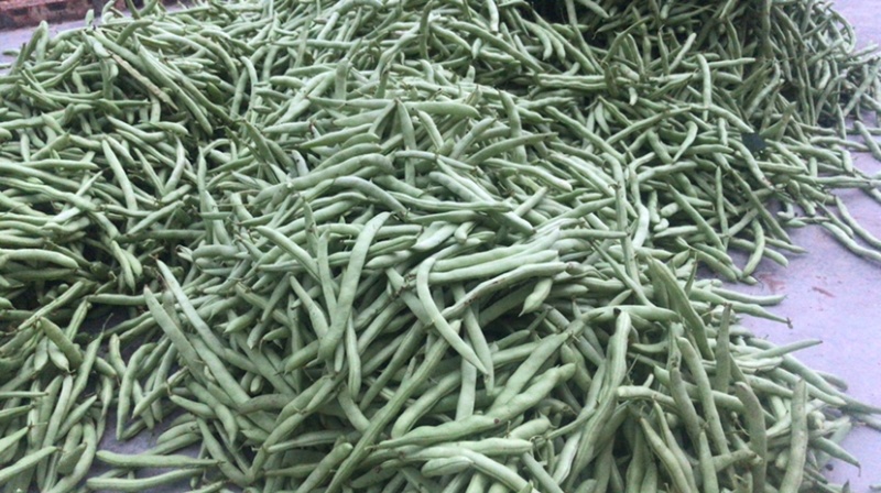 红花肉豆四季豆，量大从优，以质量求生存