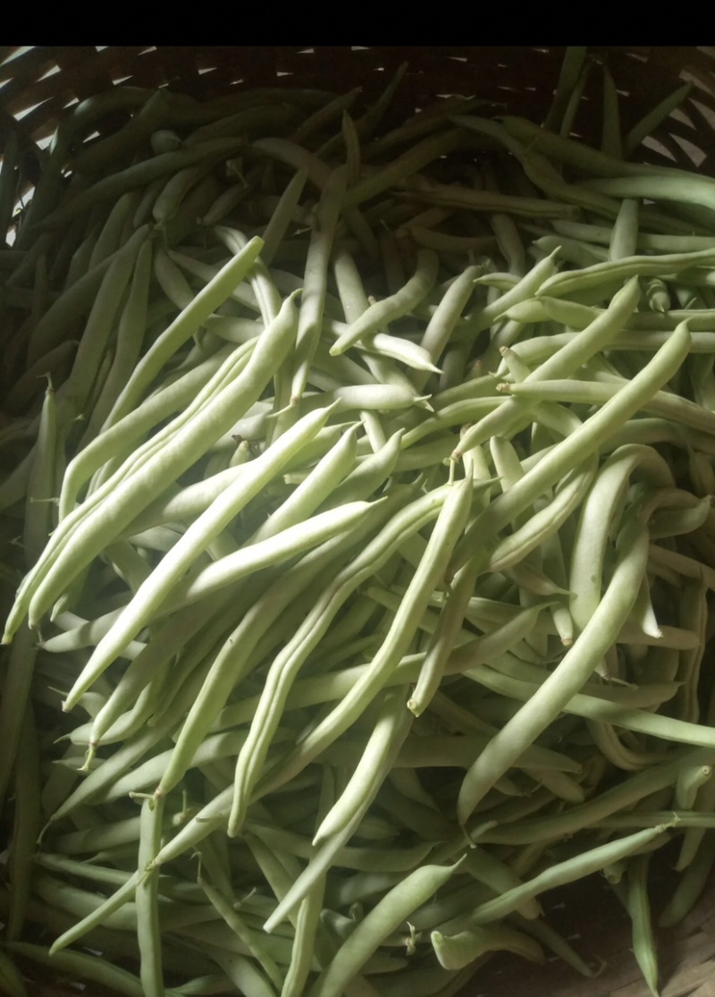 红花肉豆四季豆，量大从优，以质量求生存