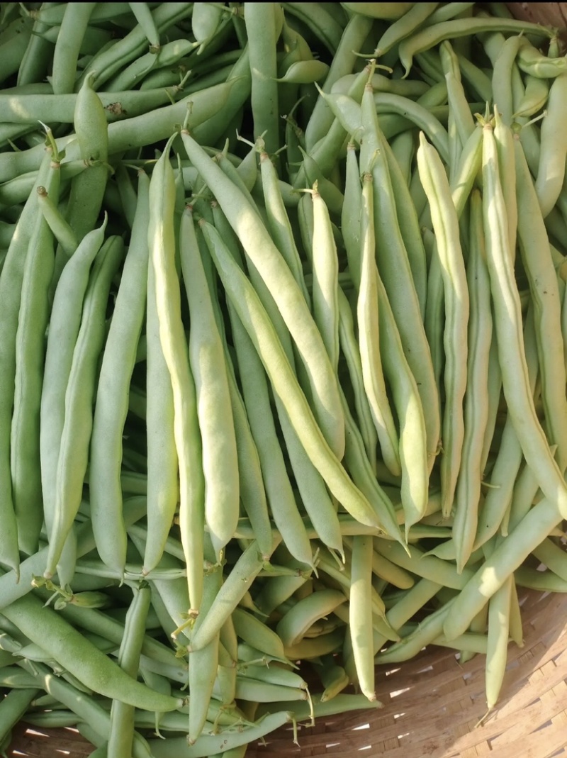红花肉豆四季豆，量大从优，以质量求生存