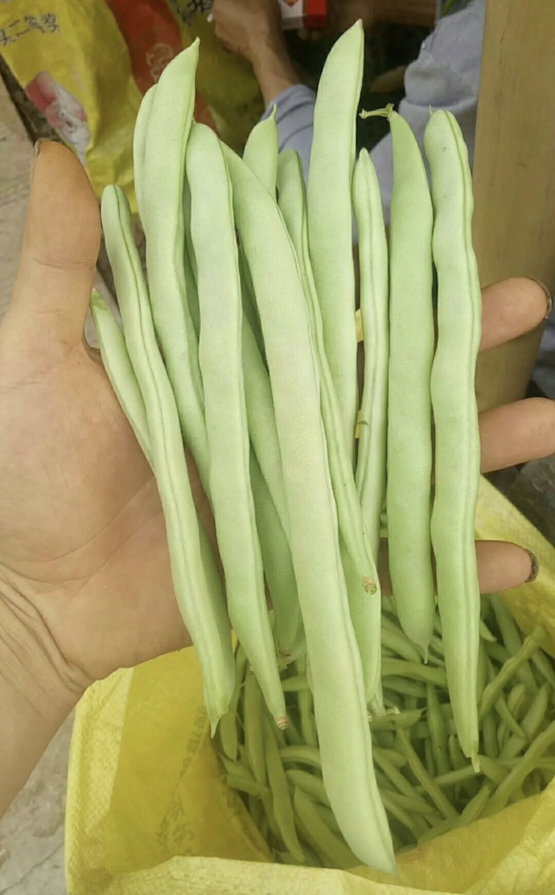 红花肉豆四季豆，量大从优，以质量求生存