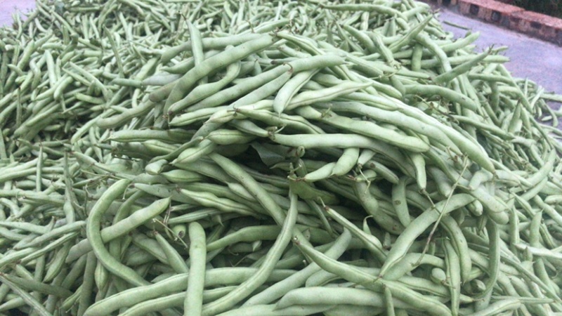红花肉豆四季豆，量大从优，以质量求生存