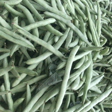红花肉豆四季豆，量大从优，以质量求生存