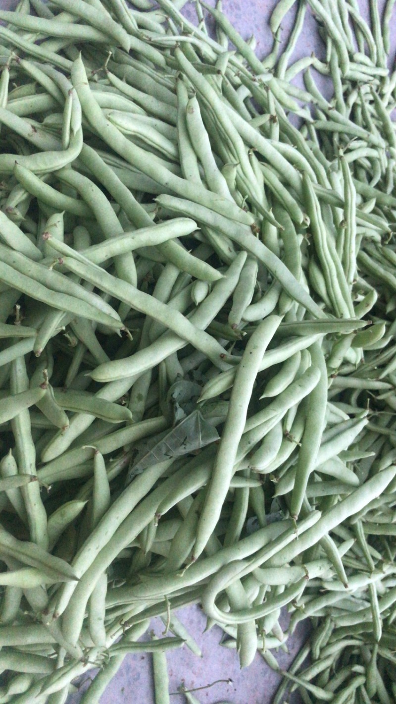 红花肉豆四季豆，量大从优，以质量求生存