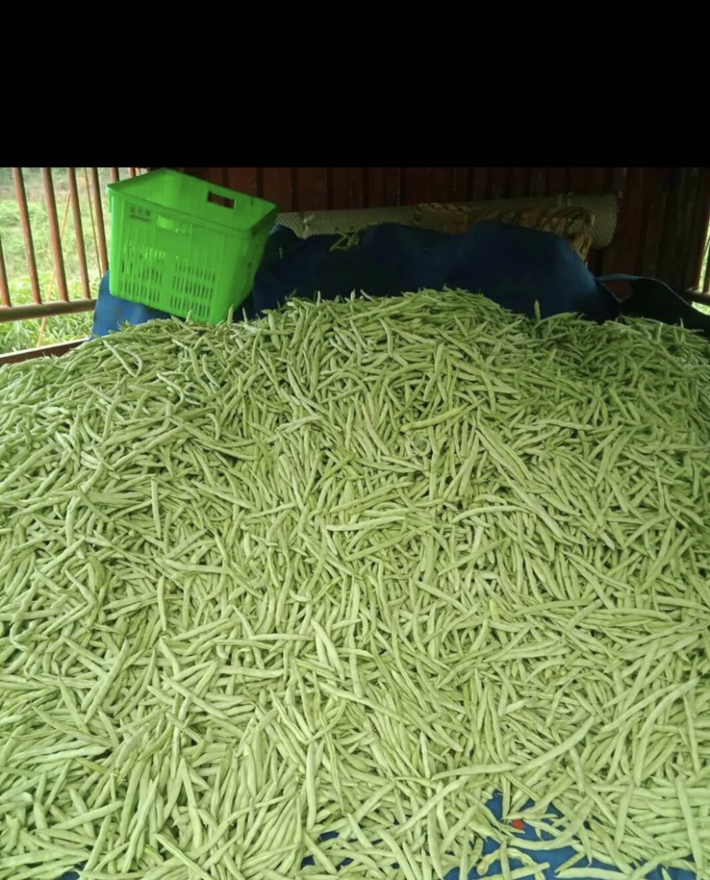红花肉豆四季豆，量大从优，以质量求生存