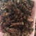 中药材羌活四川菊花心羌活川羌批发各种中药材花茶矿石