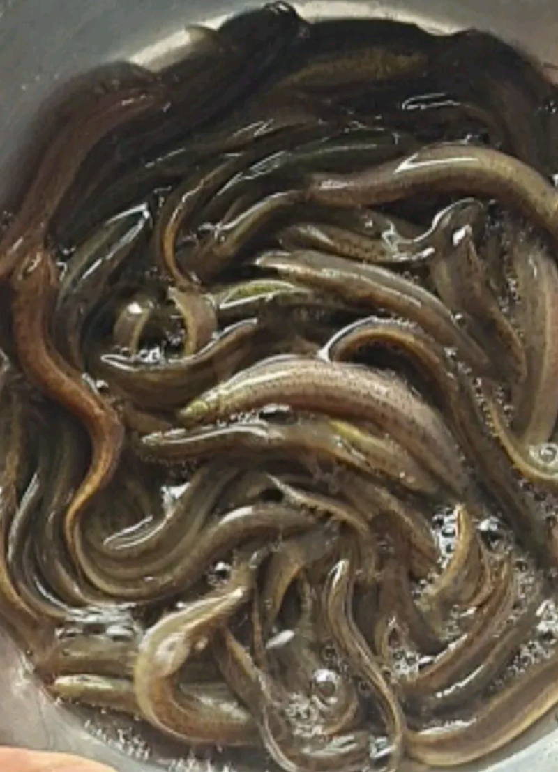 育场专业供应台湾泥鳅鱼苗，本地泥鳅鱼苗，杂交泥鳅鱼苗，