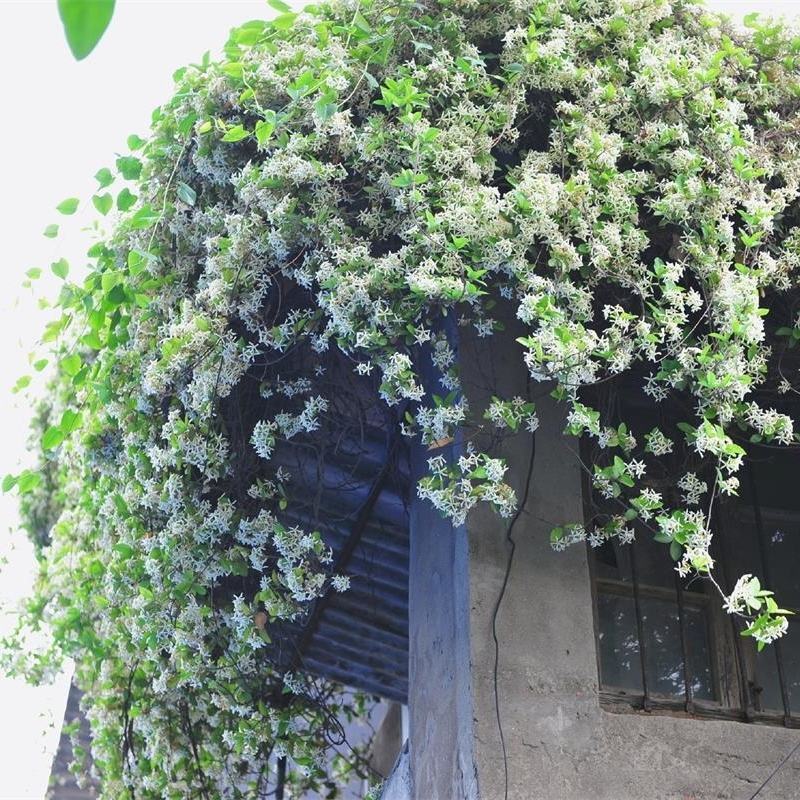 风车茉莉大苗络石藤爬藤植物万字茉莉全年常绿耐寒藤蔓花卉好