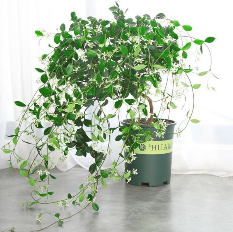 风车茉莉大苗络石藤爬藤植物万字茉莉全年常绿耐寒藤蔓花卉好