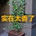 风车茉莉大苗络石藤爬藤植物万字茉莉全年常绿耐寒藤蔓花卉好