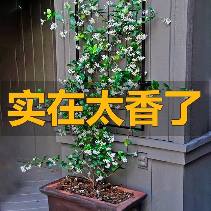 风车茉莉大苗络石藤爬藤植物万字茉莉全年常绿耐寒藤蔓花卉好