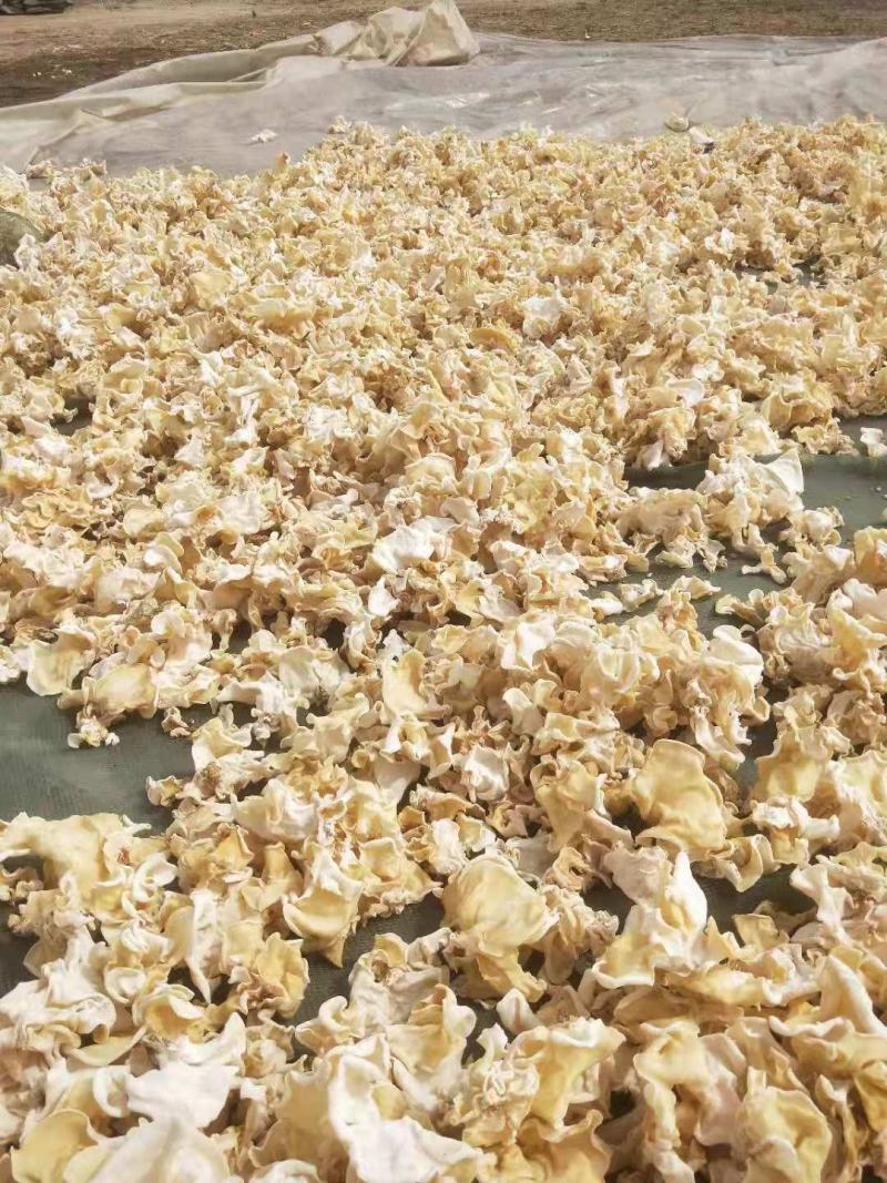 白玉木耳竹耳菇辣椒炒肉专用白玉木耳