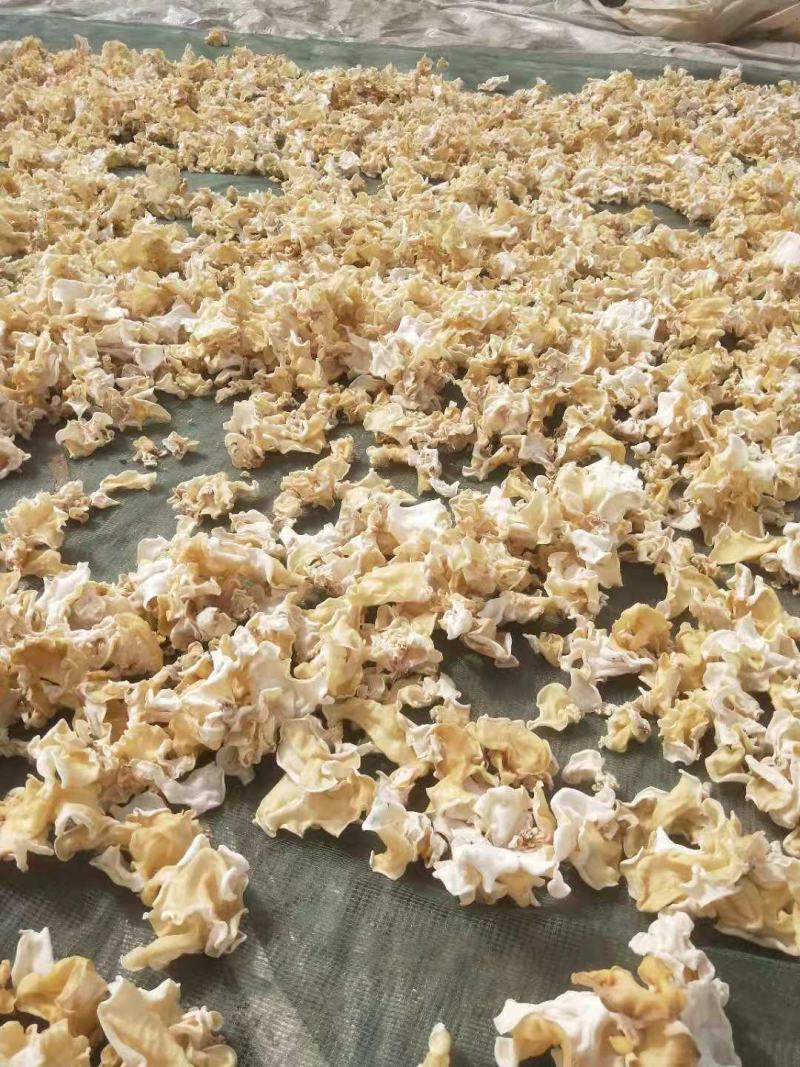 白玉木耳竹耳菇辣椒炒肉专用白玉木耳