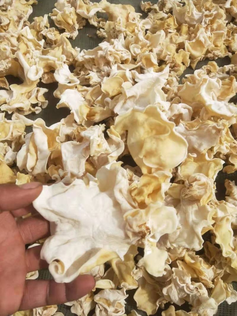 白玉木耳竹耳菇辣椒炒肉专用白玉木耳