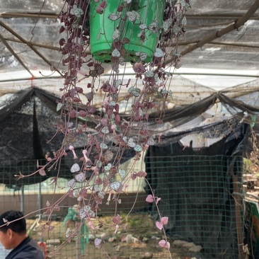 爱之蔓，垂吊花卉爱之蔓，爱之蔓基地，爱之蔓吊兰