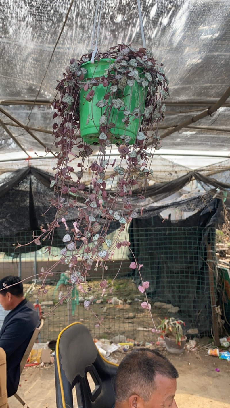 爱之蔓，垂吊花卉爱之蔓，爱之蔓基地，爱之蔓吊兰