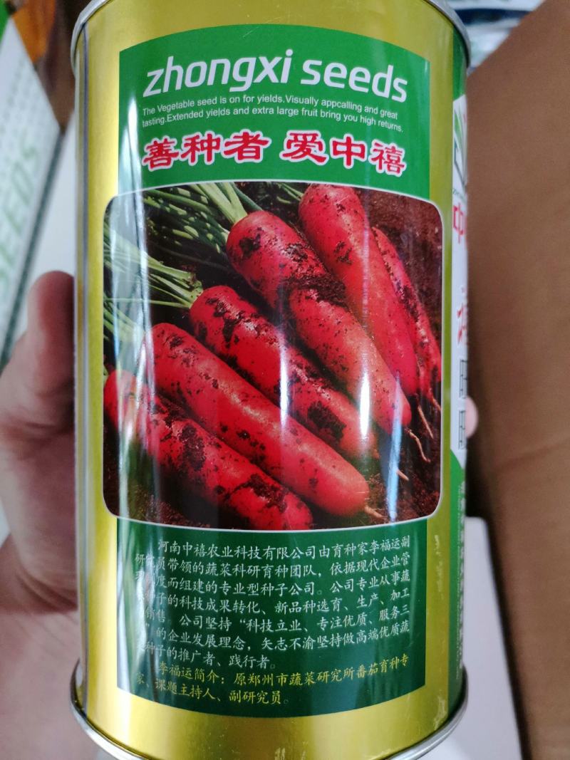 早春秋季耐抽苔进口杂交胡萝卜种子春秋兼用长势稳健