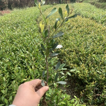 基地大量供应小叶纹木欢迎各位前来选购实地考察