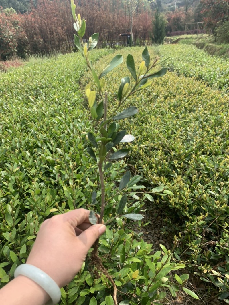 基地大量供应小叶纹木欢迎各位前来选购实地考察
