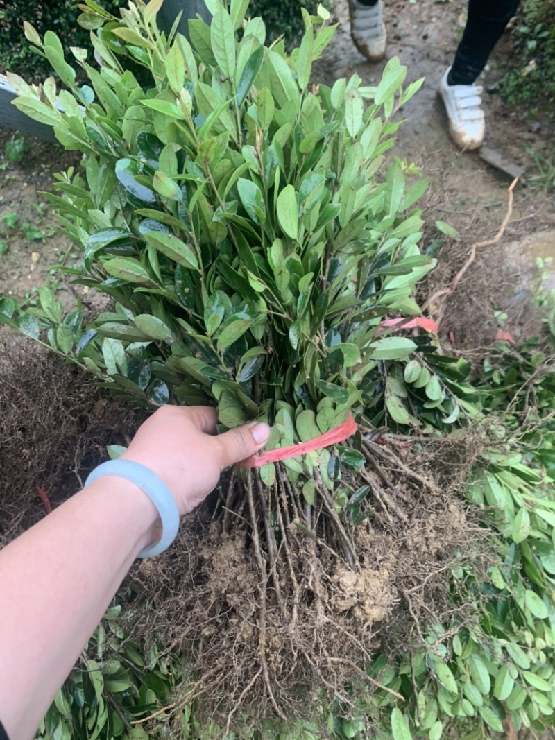 基地大量供应小叶纹木欢迎各位前来选购实地考察