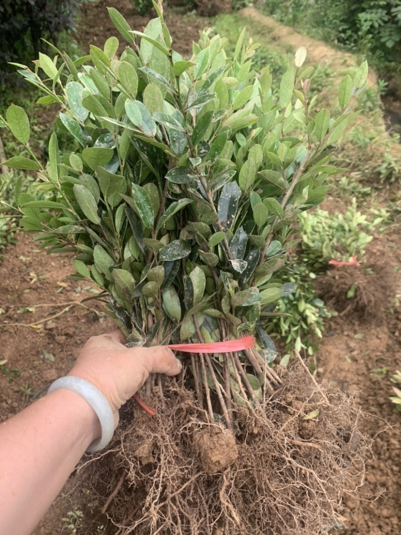 基地大量供应小叶纹木欢迎各位前来选购实地考察