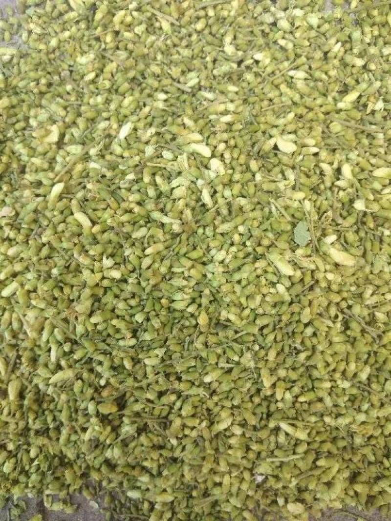 槐米青绿色槐米无开花无杂质花茶用，药厂通货单季槐米
