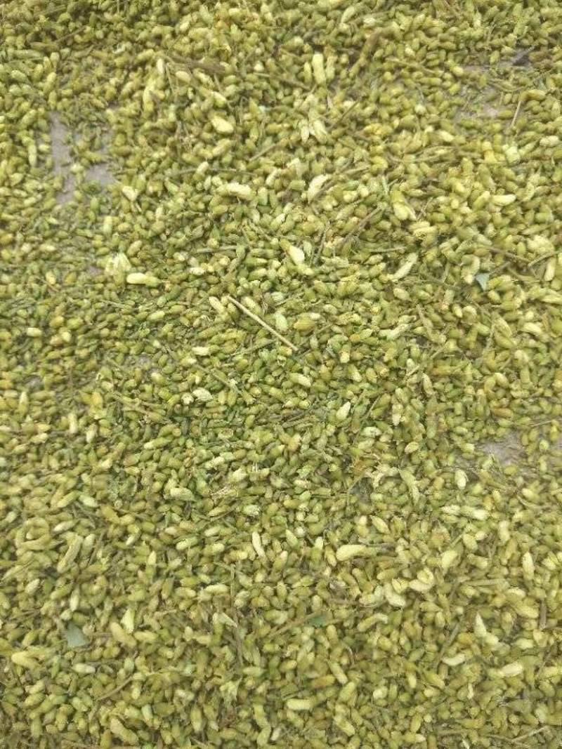 槐米青绿色槐米无开花无杂质花茶用，药厂通货单季槐米
