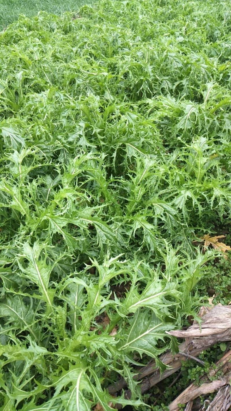 梅干菜