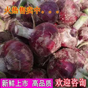 丰县优质紫皮洋葱上市。。。。。。。。。。。。。。。。。