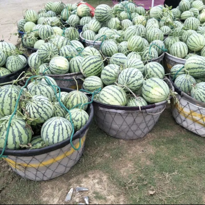 常州金坛市8424大棚西瓜上市了