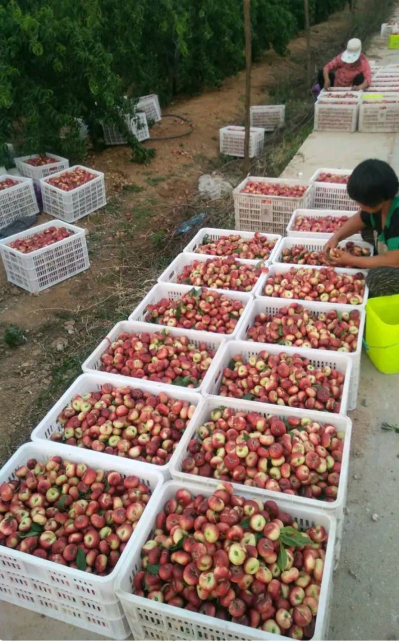 河北精品小蟠桃大量上市了，[口感脆甜]产地直供欢迎联系