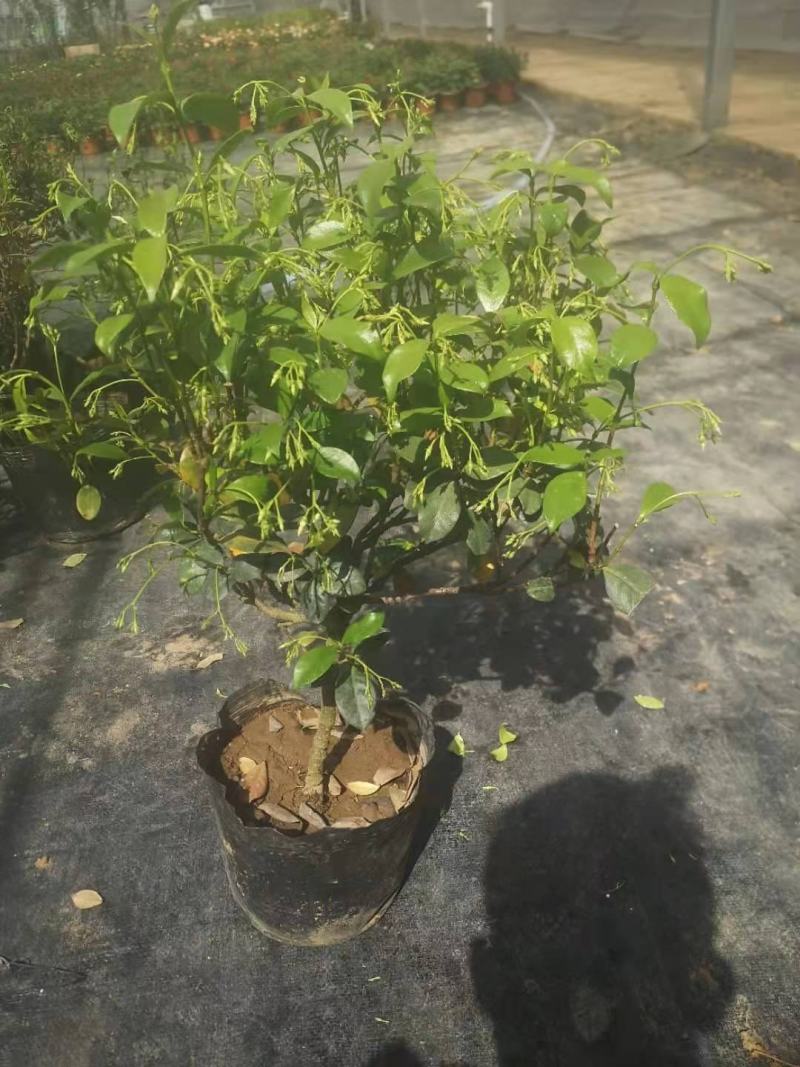 风车茉莉茉莉银丝茉莉意大利洛石香水茉莉