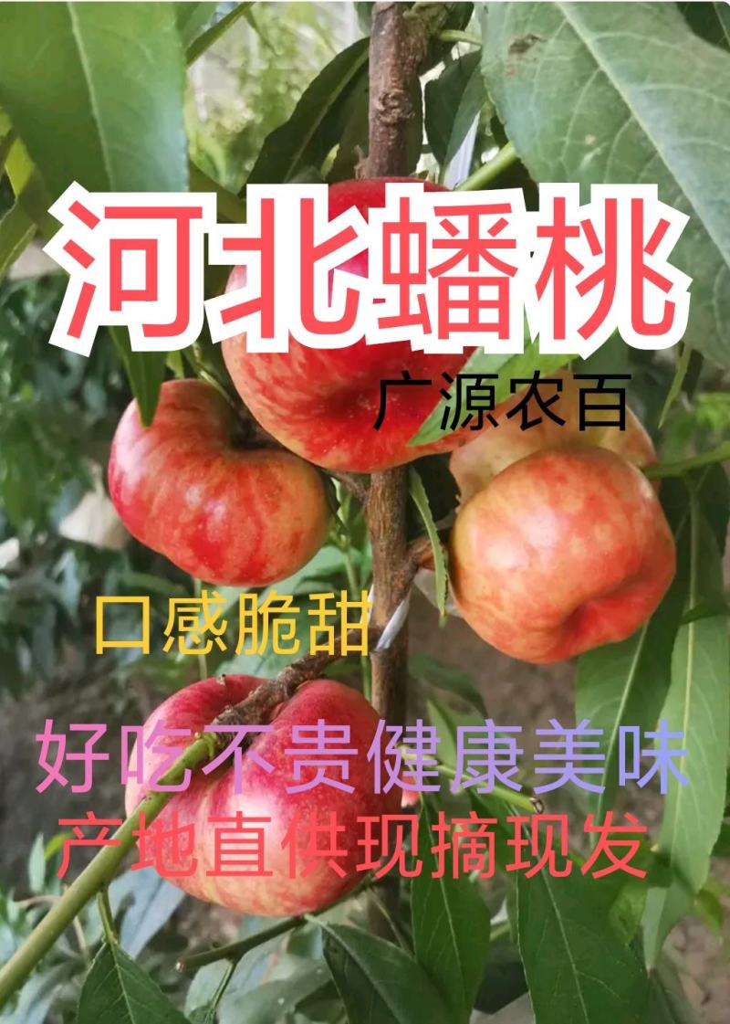 河北精品小蟠桃大量上市了，[口感脆甜]产地直供欢迎联系