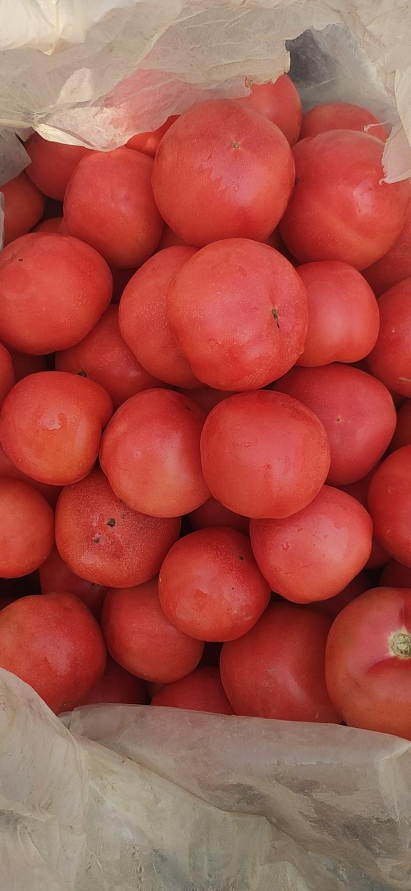 硬粉西红柿