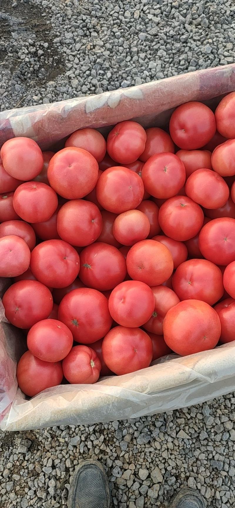 硬粉西红柿
