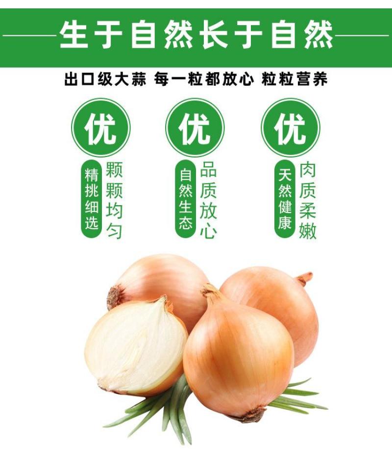 丰县洋葱大量上市，欢迎各级批发商朋友前来采购