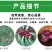 丰县洋葱大量上市，欢迎各级批发商朋友前来采购