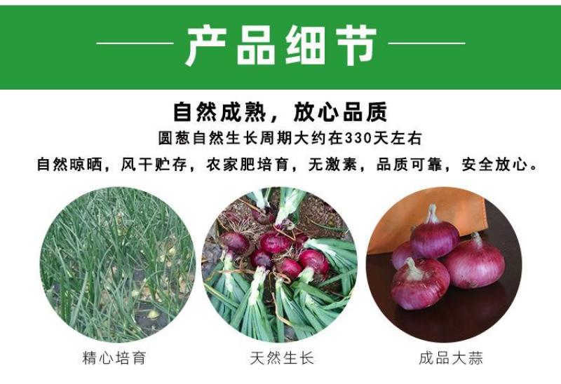 丰县洋葱大量上市，欢迎各级批发商朋友前来采购