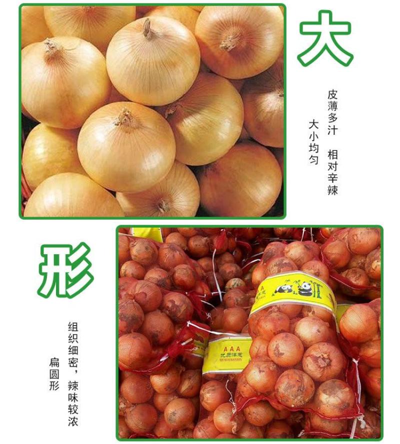 丰县洋葱大量上市，欢迎各级批发商朋友前来采购