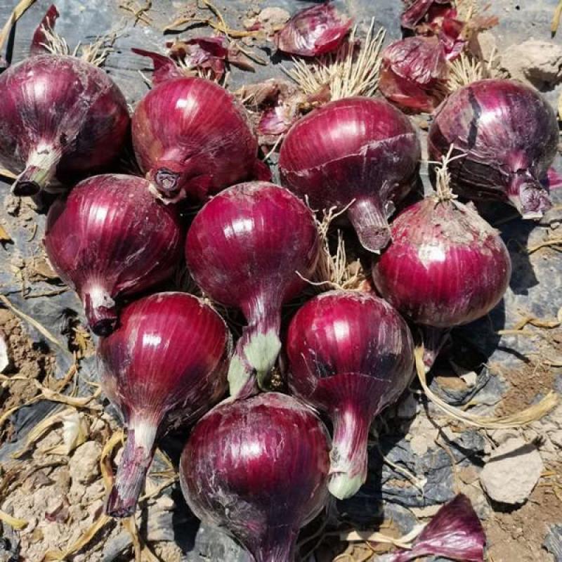 江苏丰县百亩洋葱基地，一手货源，诚信代办，上货快价格合理