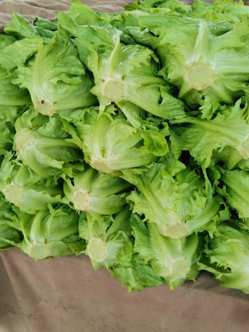 意大利生菜，品质保证，冷链保存运输，电商生鲜超市**