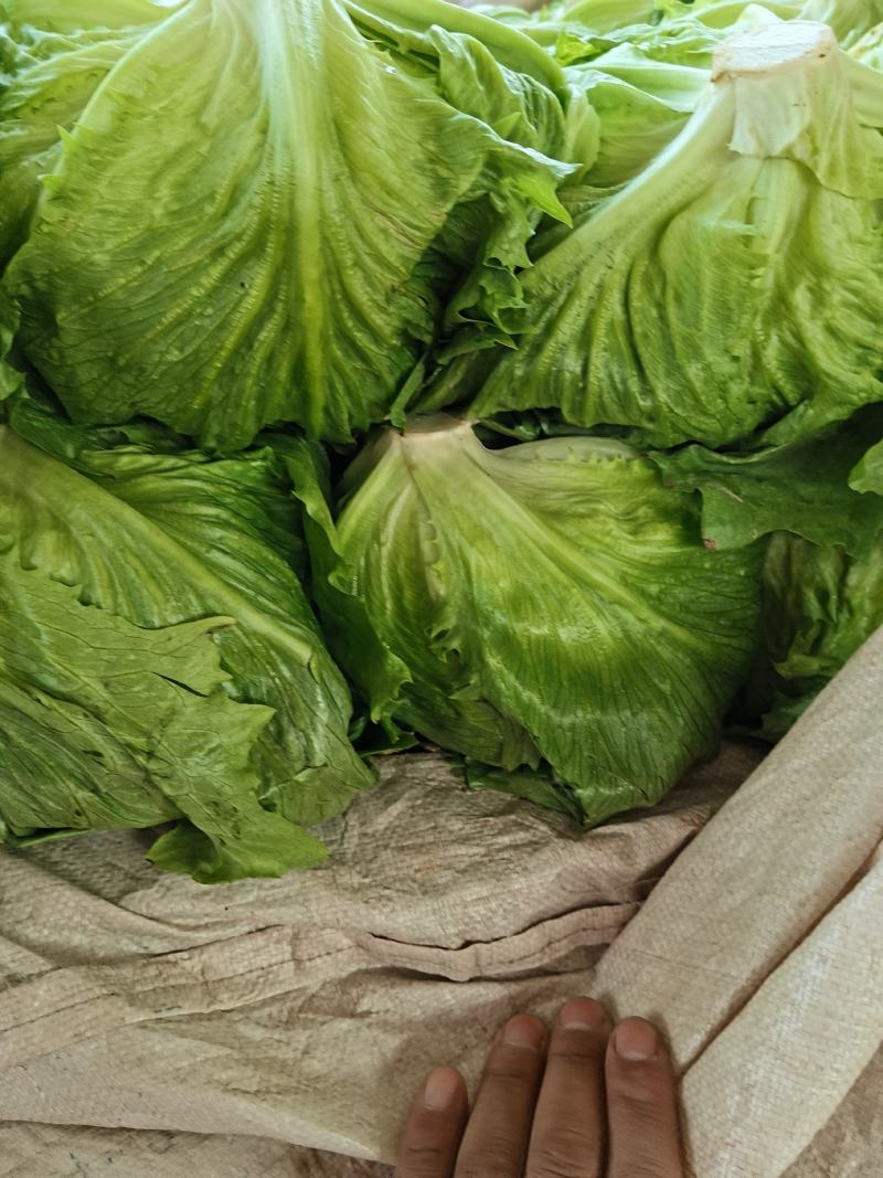 意大利生菜，品质保证，冷链保存运输，电商生鲜超市**