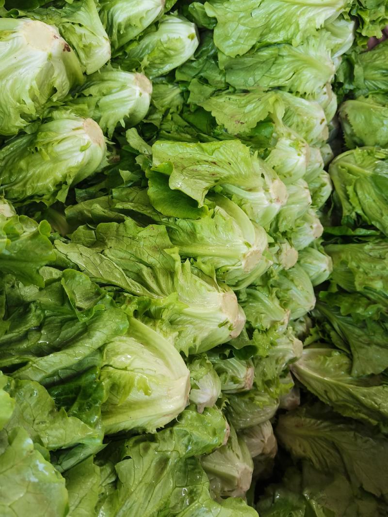 意大利生菜，品质保证，冷链保存运输，电商生鲜超市**