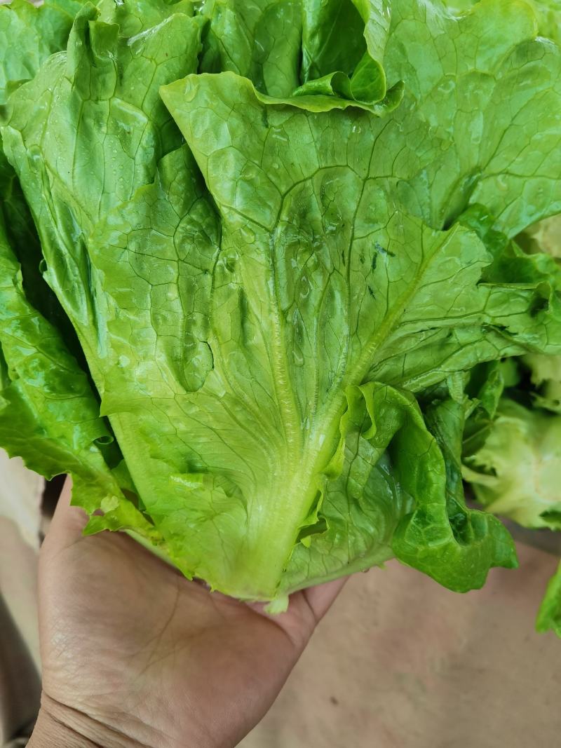 意大利生菜，品质保证，冷链保存运输，电商生鲜超市**
