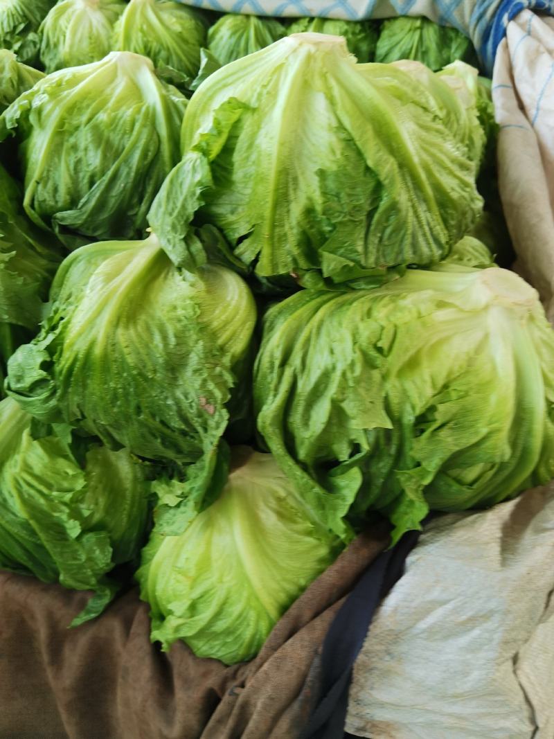 意大利生菜，品质保证，冷链保存运输，电商生鲜超市**