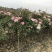 绿化月季/小青杆/小高杆/棒棒糖月季直销