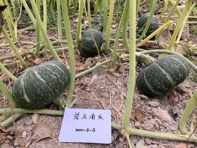 板栗南瓜种子口感粉甜厂家直发抗病高产稳产
