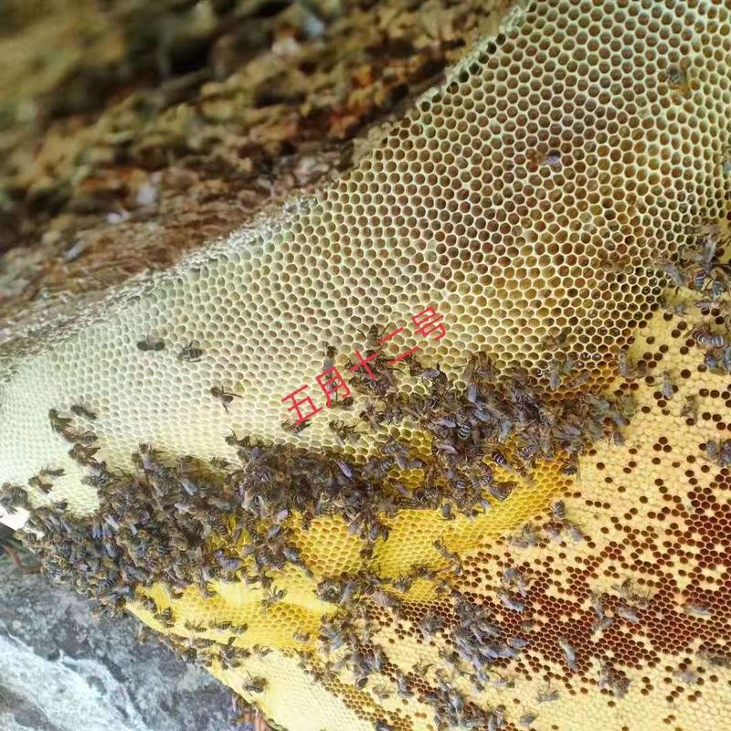 云南百花岩蜂蜜，天然无添加纯绿色无公害。可批发可零售。