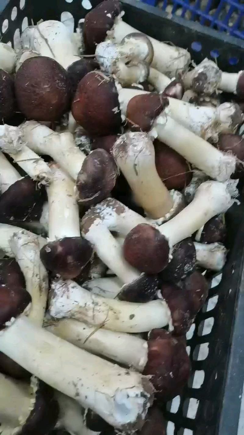 大球盖菇
