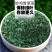 新货广西灵山相思茶解烟酒甜茶养生茶凉茶鸡骨草