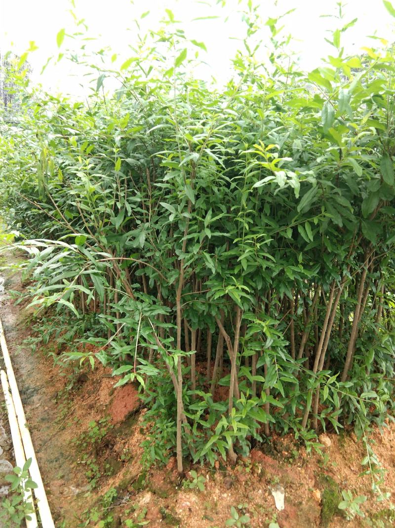 突尼斯软籽石榴树苗结果大苗原土带花发货包邮
